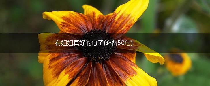 有姐姐真好的句子(必备50句),第1张