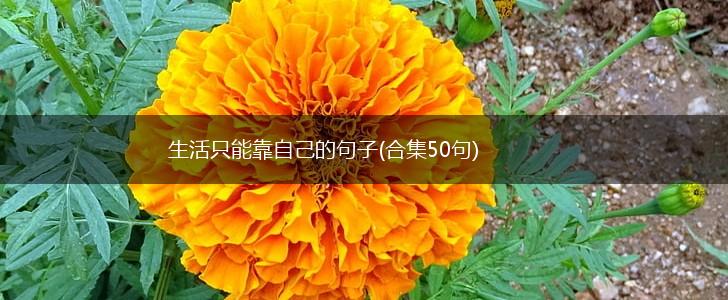 生活只能靠自己的句子(合集50句),第1张