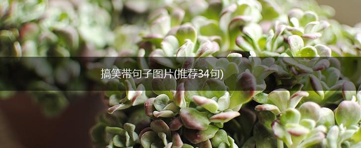 搞笑带句子图片(推荐34句),第1张