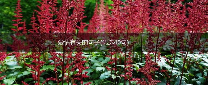 爱情有关的句子(优选40句),第1张
