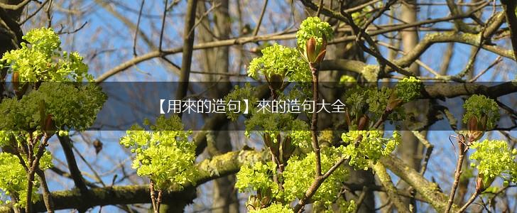 【用來的造句】來的造句大全,第1张