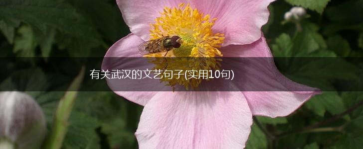 有关武汉的文艺句子(实用10句),第1张