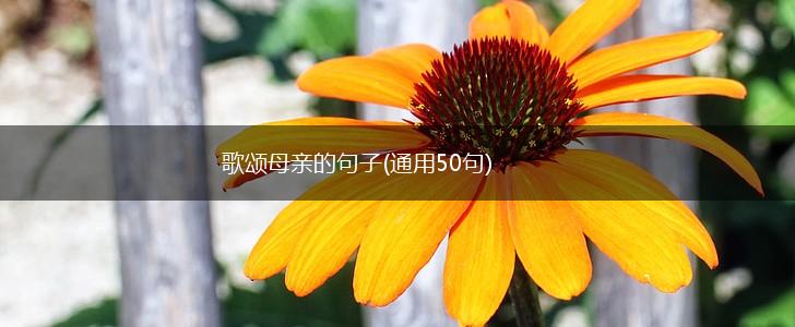 歌颂母亲的句子(通用50句),第1张