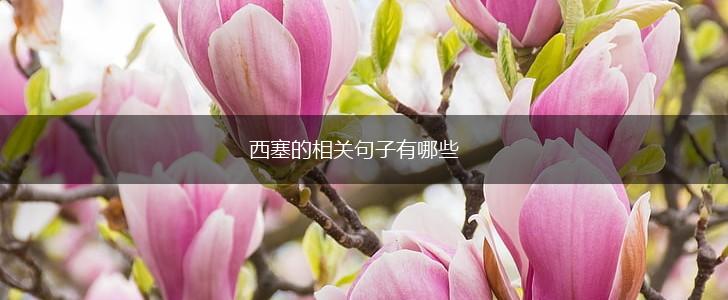 西塞的相关句子有哪些,第1张