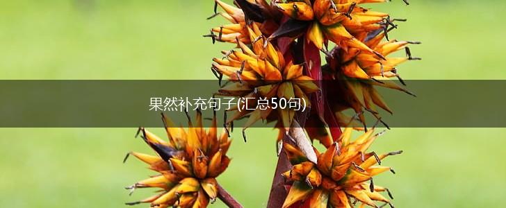果然补充句子(汇总50句),第1张