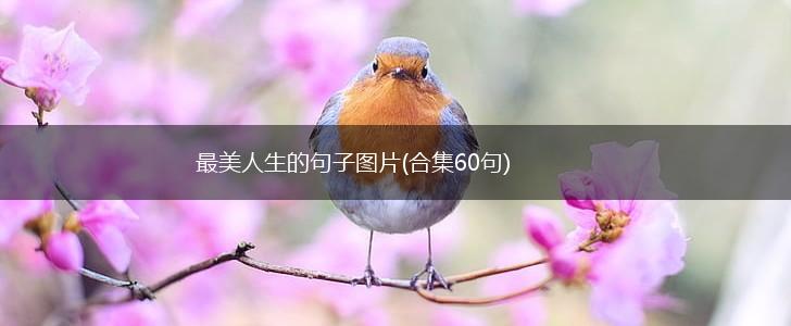 最美人生的句子图片(合集60句),第1张