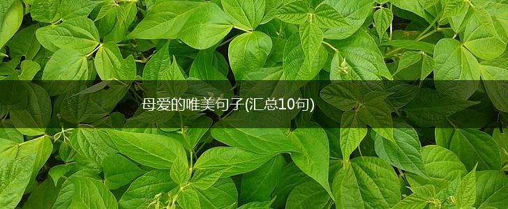 母爱的唯美句子(汇总10句),第1张