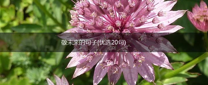 敬未来的句子(优选20句),第1张