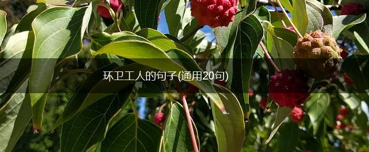 环卫工人的句子(通用20句),第1张