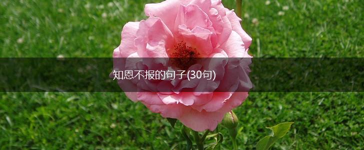 知恩不报的句子(30句),第1张