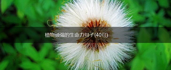 植物顽强的生命力句子(40句),第1张