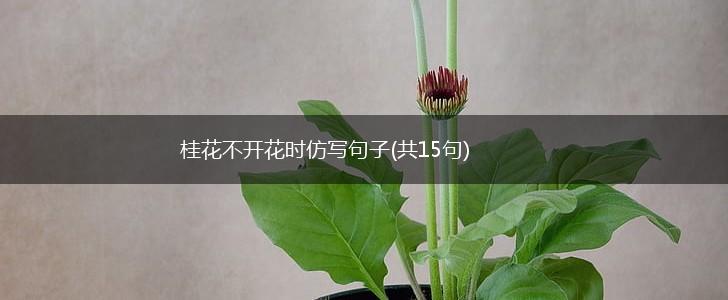 桂花不开花时仿写句子(共15句),第1张