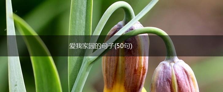 爱我家园的句子(50句),第1张