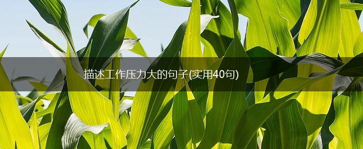 描述工作压力大的句子(实用40句),第1张