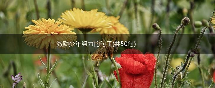 激励少年努力的句子(共50句),第1张