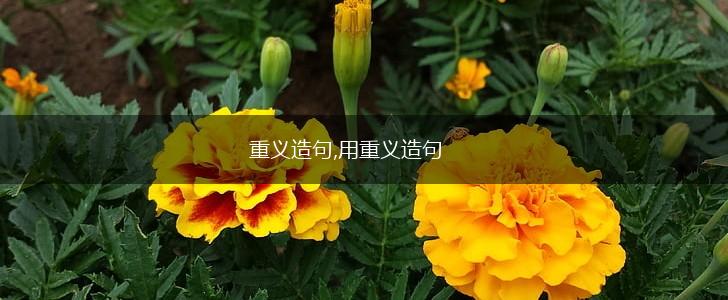 重义造句,用重义造句,第1张 重义造句,用重义造句,第1张