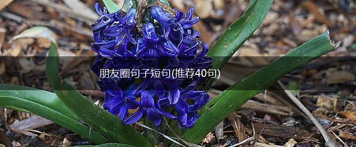 朋友圈句子短句(推荐40句),第1张