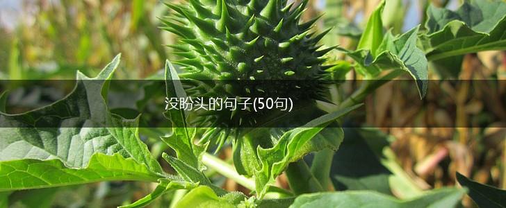 没盼头的句子(50句),第1张