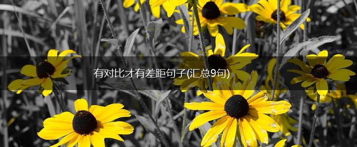 有对比才有差距句子(汇总9句),第1张