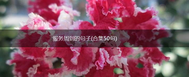 服务周到的句子(合集50句),第1张