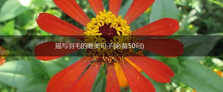 描写羽毛的唯美句子(必备50句),第1张