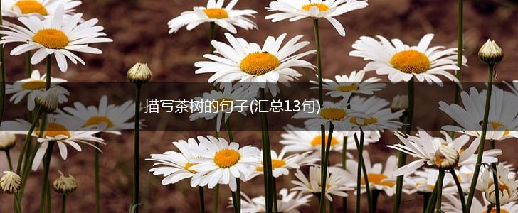 描写茶树的句子(汇总13句),第1张