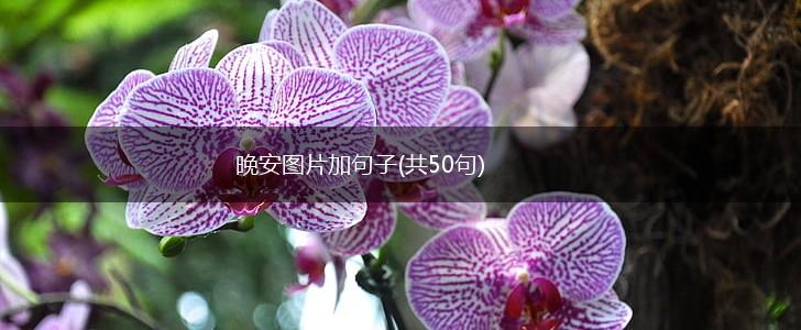 晚安图片加句子(共50句),第1张