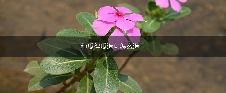 种瓜得瓜造句怎么造,第1张