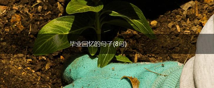 毕业回忆的句子(8句),第1张