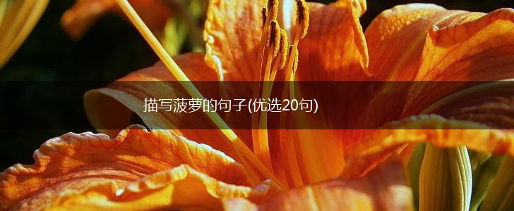 描写菠萝的句子(优选20句),第1张