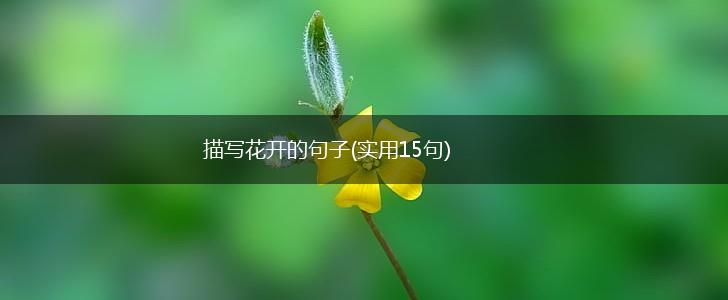描写花开的句子(实用15句),第1张