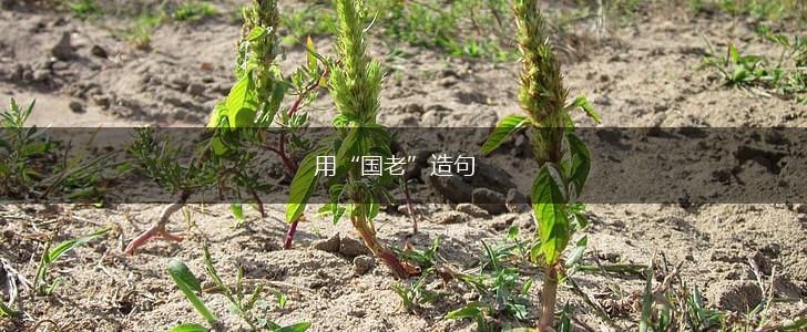 用“国老”造句,第1张