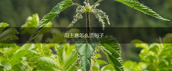 用主意怎么造句子,第1张 用主意怎么造句子,第1张