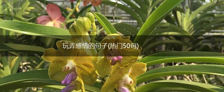 玩弄感情的句子(热门50句),第1张
