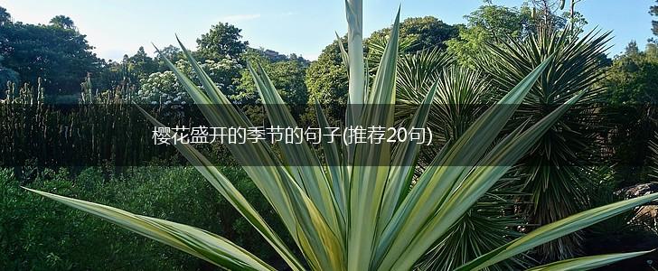 樱花盛开的季节的句子(推荐20句),第1张