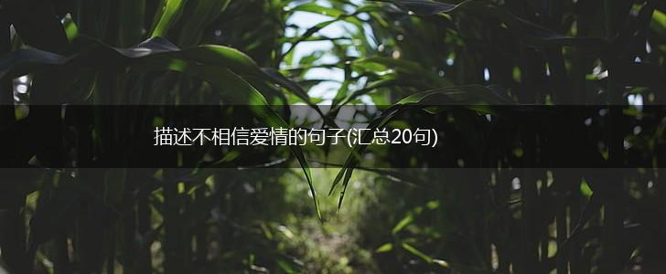 描述不相信爱情的句子(汇总20句),第1张