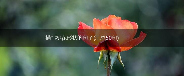 描写桃花形状的句子(汇总50句),第1张