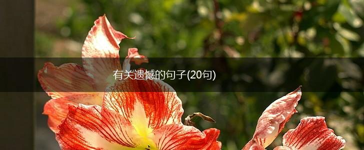 有关遗憾的句子(20句),第1张