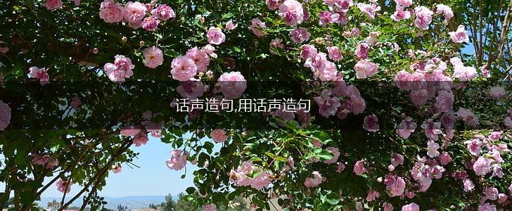 话声造句,用话声造句,第1张