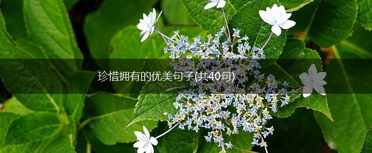 珍惜拥有的优美句子(共40句),第1张