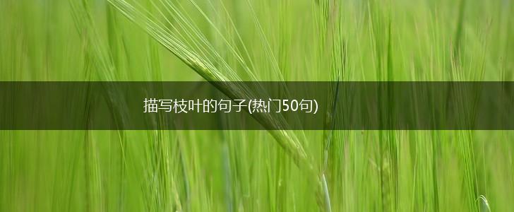 描写枝叶的句子(热门50句),第1张