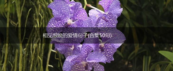 相见恨晚的爱情句子(合集50句),第1张