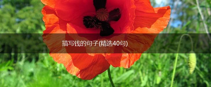 描写钱的句子(精选40句),第1张