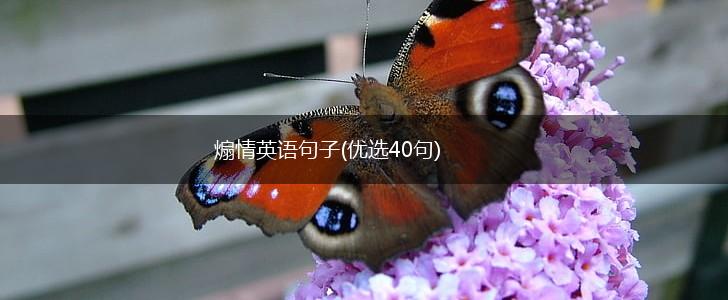 煽情英语句子(优选40句),第1张