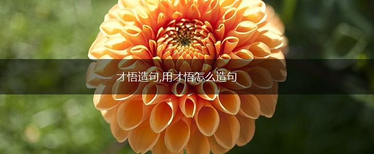 才悟造句,用才悟怎么造句,第1张