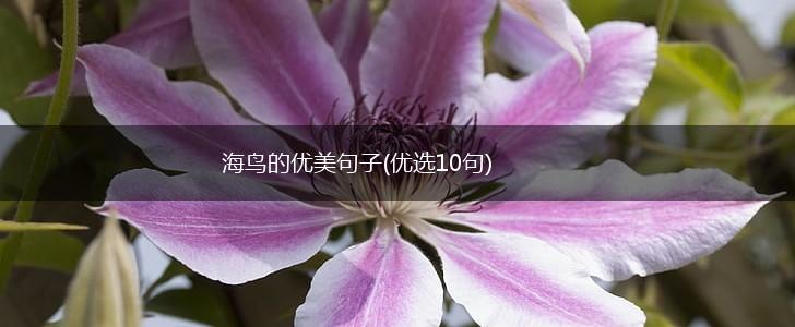 海鸟的优美句子(优选10句),第1张