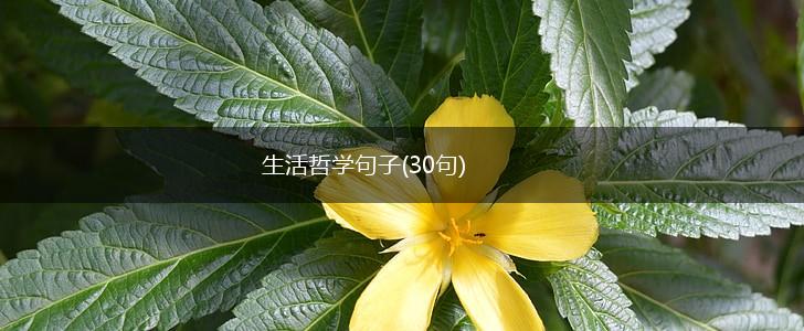 生活哲学句子(30句),第1张