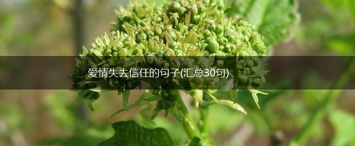 爱情失去信任的句子(汇总30句),第1张