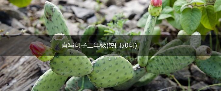 直写句子二年级(热门50句),第1张