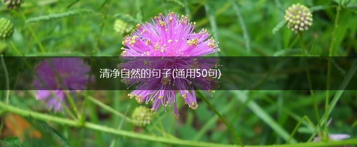 清净自然的句子(通用50句),第1张